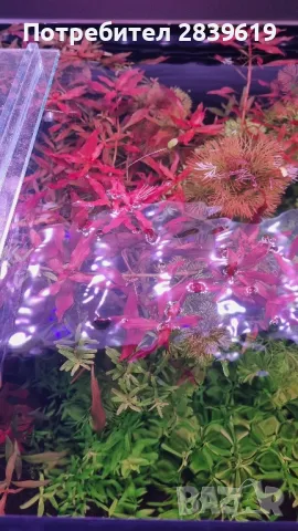 Аквариумни растения , снимка 9 - Други - 48767245