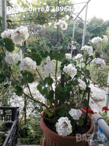 Разкошно бяло мушкато Намалено!