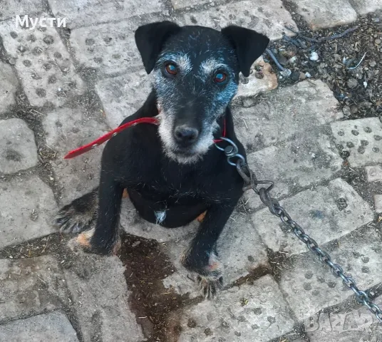 женски ягтериер работи под земя. 