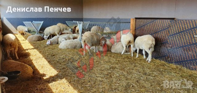 Хранилки/ясли за овце, снимка 9 - За селскостопански - 34655250