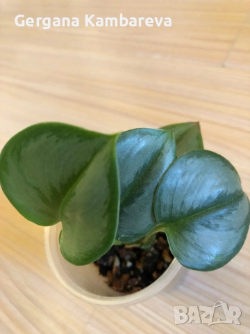 Scindapsus Moonlight 