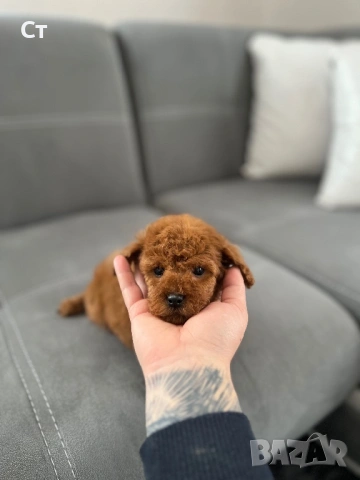 Пудел Той Pudlle toy, снимка 3 - Пудели - 53797460