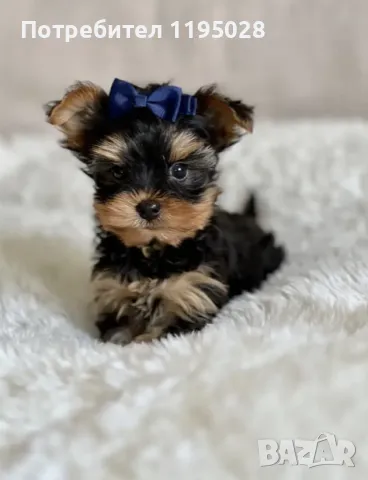 Йорки  - Йоркширски териер  джудже