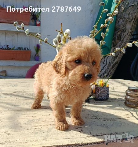 Кавапу(той пудел ,кавалер Кинг Чарлз шпаньол), снимка 4 - Пудели - 53769854