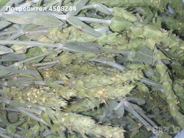 Мурсалски чай 