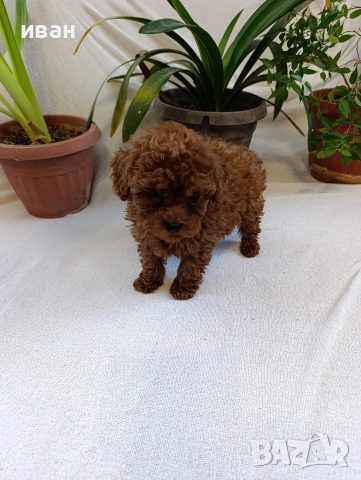 пудел , снимка 4 - Пудели - 53712352