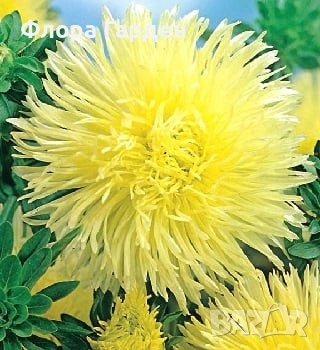 СЕМЕНА - Цветя едногодишни, снимка 8 - Сортови семена и луковици - 44836072