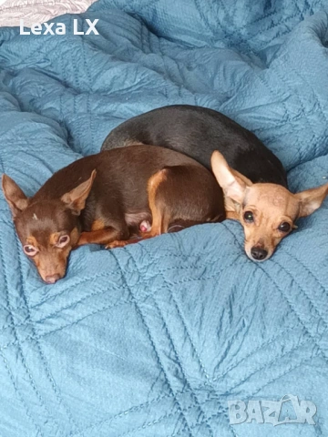 Мъжки мини пинчер, снимка 10 - Пинчер - 53644493