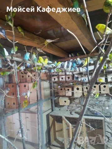 Продавам Вълнисти папагали , снимка 2 - Папагали - 51911861