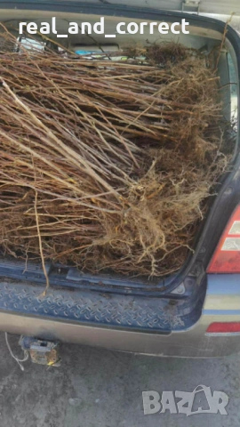 ВЕЛИКОЛЕПЕН БИО Разсад целогодишни Ягоди и Малини, снимка 4 - Разсади - 53687574