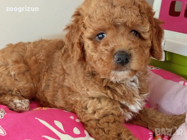 Малки кавапу пудели, снимка 9 - Пудели - 51641128