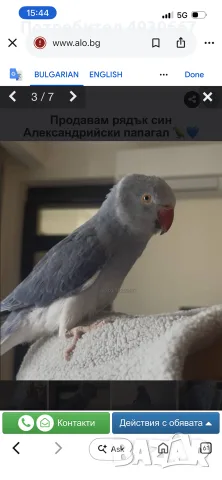 Продавам рядък син Александрийски папагал 🦜💙, снимка 3 - Папагали - 55823122
