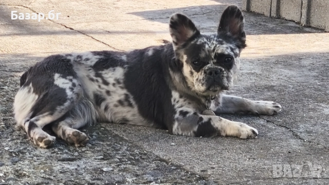 Флъфи френски булдог мерле женско , снимка 4 - Френски булдог - 51387112