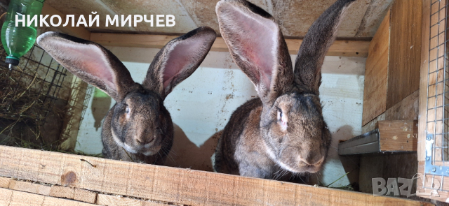 Белгийски великани, снимка 12 - Други животни - 36530605