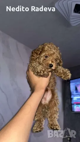 Той-teacup пудел , снимка 1