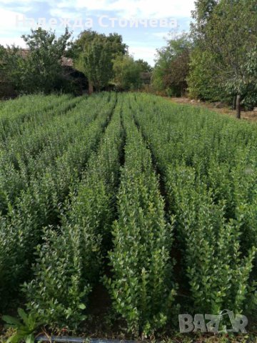 Лигуструм зелен (Ligustrum Ovalifolium)на гол корен, снимка 1 - Градински цветя и растения - 44290761