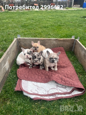 Френски булдог, снимка 8 - Френски булдог - 53657335