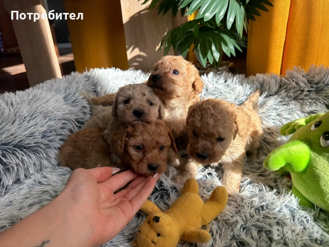 Той пуделчета 