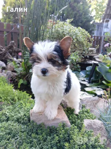 Бийвър йоркширски териер 