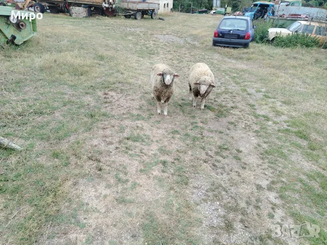 Продаван 2 мъжки агнета