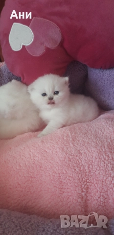 Сребърни Късокосмести Бебчета Мечта., снимка 1