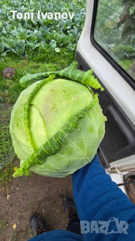 Прясно зеле сорт Кьосе, снимка 3 - Домашни продукти - 52343185