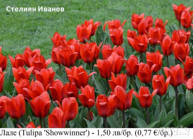 Червено лале (Tulipa 'Showwinner') – луковици