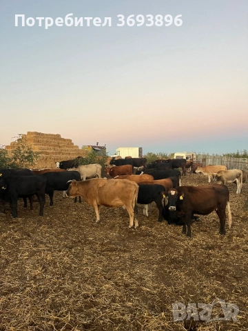 Продавам стадо месодайни крави , снимка 10 - Крави - 52436918