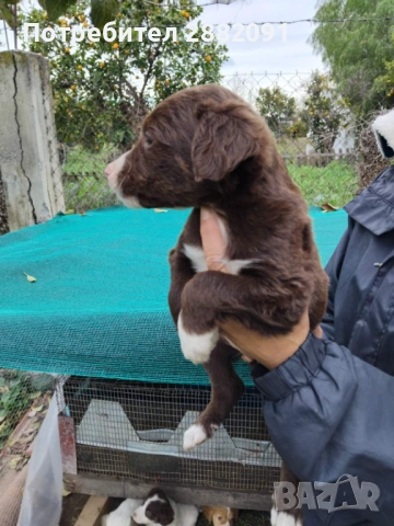 Подаряват се кученца , снимка 3 - Други - 53039733