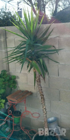 палма Юка към 2 метра, снимка 2 - Градински цветя и растения - 53004002