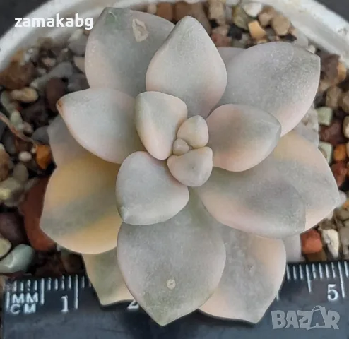 Граптоверия (Graptoveria titubans, variegated Apricot), сукулентно растение