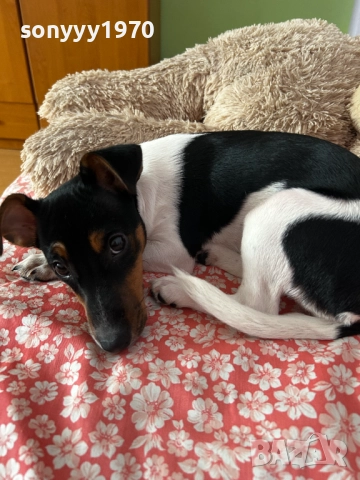 джак ръсел 2712251847, снимка 5 - Джак ръсел териер - 52914484