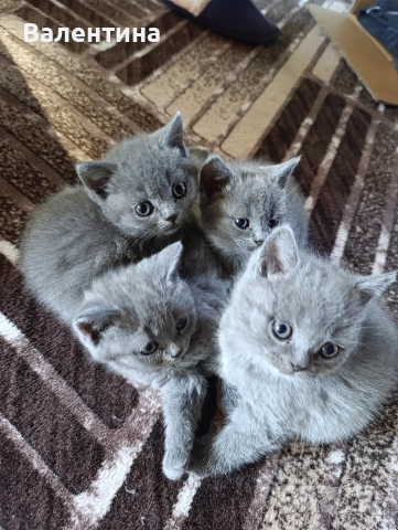 Британска късокосместа, снимка 2 - Британска късокосместа - 52705749