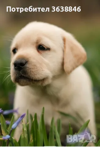 Лабрадор, снимка 1