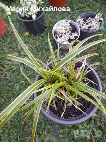 Различни видове градински растения, снимка 5 - Градински цветя и растения - 52291455