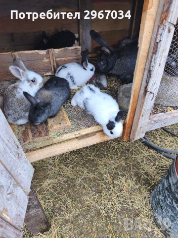 зайци едномесечни, снимка 2 - За гризачи - 53443596