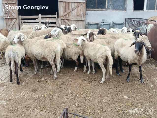 Продавам овце 25 бр, снимка 2 - Овце - 56171370