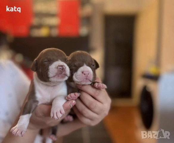 Питбулчета за продажба! 🐾 