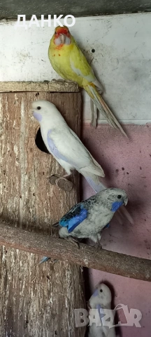 ПОСЛЕДНИ СВОБОДНИ ПЕНАНТОВИ РОЗЕЛИ-МУТАЦИЙ., снимка 4 - Папагали - 46568545