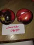 Семена домати 2, снимка 17