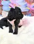 Poodle toy/Пудел Той, снимка 17