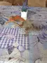 Реалистични макети на динозаври, снимка 4