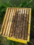 ЗАПИСВАНЕ  Пчелни отводки за сезон 2024 .Рег.N 4641 - 0696, снимка 2