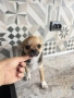 Chihuahua чихуахуа , снимка 1