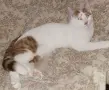 Бяло-рижав котарак търси дом, снимка 1