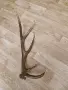 рог от елен         . , снимка 1