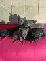 Френски булдог от топ родители , снимка 4