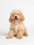 Малтипу/Maltipoo , снимка 1