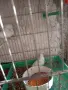 диамантени Гугутки , снимка 1