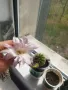 Кактус цъфтящ , снимка 7